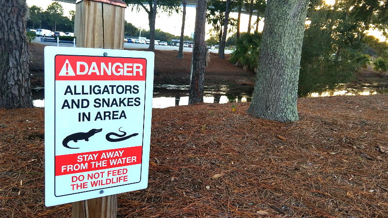 Disney Is Winning the Battle Against Alligators